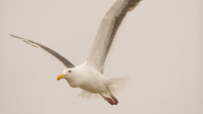 Meditazione del gabbiano in volo